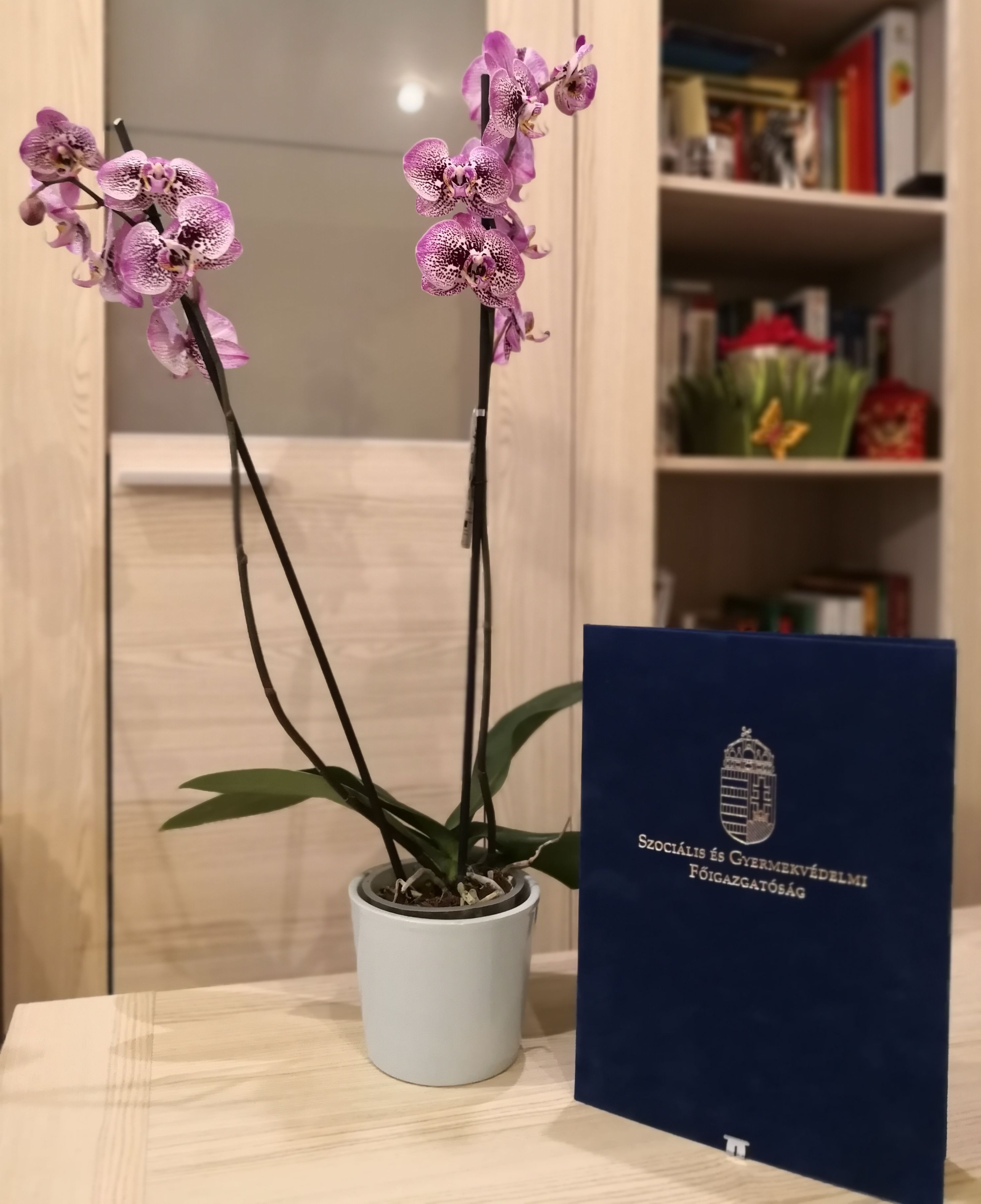 Elismerések a Szociális Munka Napján
